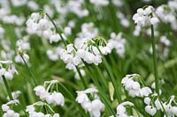 Allium paradoxum - Few-flowered Leek