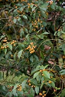 Euonymus myrianthus - Many-flowered Spindle
