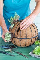 Woman planting Arabis ferdinandi-coburgi 'Variegata' into hole made in hanging basket liner 