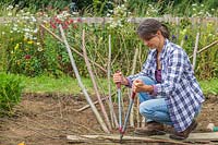 Woman using loppers to trim pea sticks ready to add to support