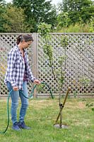 Woman watering Malus 'Bramleys Seedling' with hose pipe. 