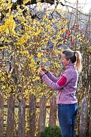 Women pruning Forsythia