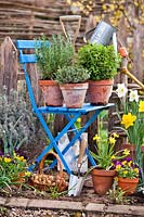 Potted herbs - Origanum vulgare - Oregano, Thymus - Thyme and Salvia rosmarinus - Rosemary on a chair, potted flowers nearby