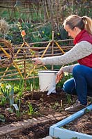 Planting bare-rooted Rubus idaeus - Raspberry - in the ground