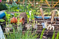 Vegetable seedlings in cardboard tubes - reused toilet rolls.