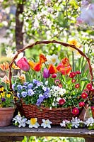Wicker basket filled with spring flowers - Tulips, Viola and Bellis.