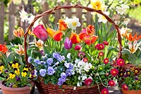 Basket filled with spring flowers including Tulips, Violas, Bellis and Daffodils.