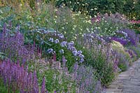 Long Herbaceous Border with Cephalaria gigantea and Lythrum salicaria at Town Place