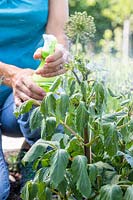 Woman using pump sprayer bottle to apply soapy water to aphid covered Dahlias