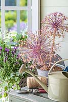 Metal watering can, secateaurs and string on table next to Allium seedhead with window box behind