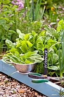 Harvested spinach 'Matador'- Spinacia oleracea