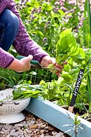 Woman cutting Spinacia oleracea - Spinach 'Madator'. 