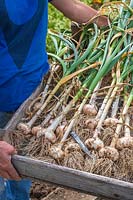 Harvested garlic 'Cacassonne Wight' in tray to be dried