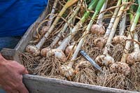 Harvested Garlic 'Cacassonne Wight' in tray to be dried