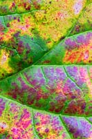 Rheum x hybridum 'Reeds Early Superb' AGM -  Rhubarb leaf detail
