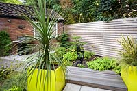 Cordyline in large square yellow container in small modern garden