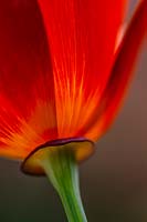 Eschscholzia californica poppy 