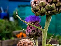 Cynanara cardunculus - Globe Artichoke 