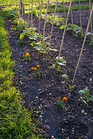 Companion planting of Runner Bens with Marigold