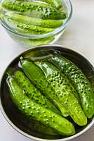 Home-grown organic cucumbers washed in metal bowl