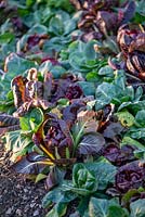 Cichorium intybus - Chicory 'Rossa di Treviso'