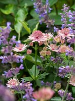 Astrantia 'Roma' - Masterwort - June