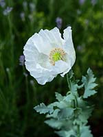 Papaver somniferum 'Sissinghurst White' - Opium Poppy - June