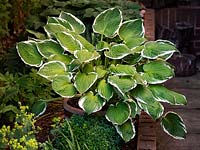 Hosta 'Francee' fortunei, plantain lily - June