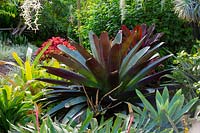 Alcantarea, 'Silver Plum', growing in a tropical style garden.