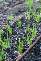 Onion seedlings planted in rows in a vegetable garden with drip irrigation.