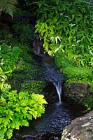 Martens spike moss, and Filmy Maidenhair fern, growing next to a natrualistic looking waterfall.