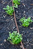 Petroselinum crispum - Flat leaf Parsley seedlings planted in rows with drip irrigation.