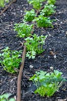 Petroselinum crispum - Flat leaf Parsley seedlings planted in rows with drip irrigation.