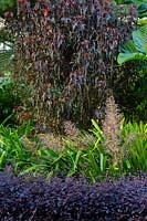 Portea, Alternanthera and Acalypha in a purple and green themed garden
