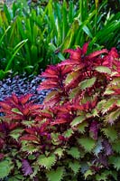 Solenostemon scutellarioides 'Balcenna' - A Coleus Henna, growing in a tropical style garden.