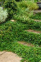 Cotoneaster congestus, Dwarf Cotoneaster, growing on steps to soften their appearance - Open Gardens Day, Haughley, Suffolk