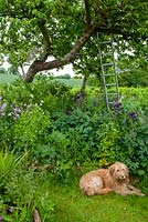 Dog resting in natural garden against border of perennials under old Apple tree - Open Gardens Day, Yoxford, Suffolk