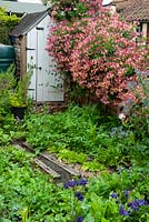 Rustic vegetable bed near garden shed with overhanging Lonicera, Honeysuckle, in full bloom - Open Gardens Day, Yoxford, Suffolk