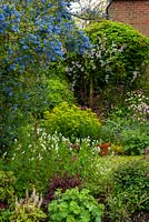 Full borders containing Ceonothus, Clermatis, Euphorbia, Alchemilla mollis, Aqualegia and Heuchera - Open Gardens Day, Yoxford, Suffolk