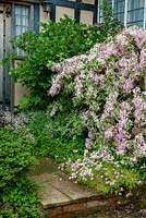 Weigela florida 'Variegata' in full blossom with clump of Saxifraga on step - Open Gardens Day, Yoxford, Suffolk