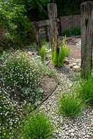 Maritime stone border with ornamental grasses, Erigeron glaucus - Seaside Daisy, Sisyrinchium striatum, Lavandula - Lavender and driftwood features - Open Gardens Day, Friston, Suffolk