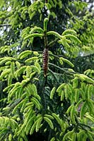 Picea orientalis 'Aureospicata' - Golden Oriental Spruce