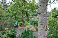 Cedrus libani - Cedar of Lebanon - near pond and marginal planting, more trees beyond