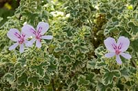 Pelargonium crispum 'Variegatum' 