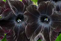 Petunia 'Black Velvet'