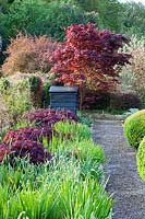 Border with Acer palmatum var.dissectum 'Inaba-Shidare' growing through foliage of Allium and Crocosmia. in The Vegetable Garden. 
