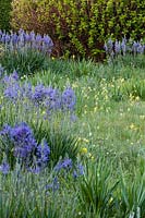 Camassaia leichtlinii aka Camassia leichtlinii subsp.suksdorfii in the Meadow.