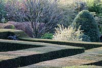  View over hedges of Taxus baccata to Amelanchier canadensis in flower and Sorbus not yet in leaf. Large clippped Ilex aquifolium behind. 