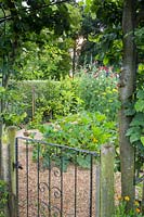 Gateway in to the kitchen garden with trained Malus domestica 'Norfolk Beefing' - Apple - trees, flanking the entrance and a juvenile Erithacus rubecula - Robin - perched on the gate. Gate has chickenwire over it as a barrier to rabbits. 