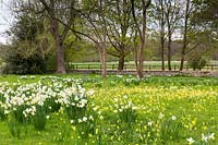 Drifts of Narcissus and cowslips, Primula veris in rough grass 